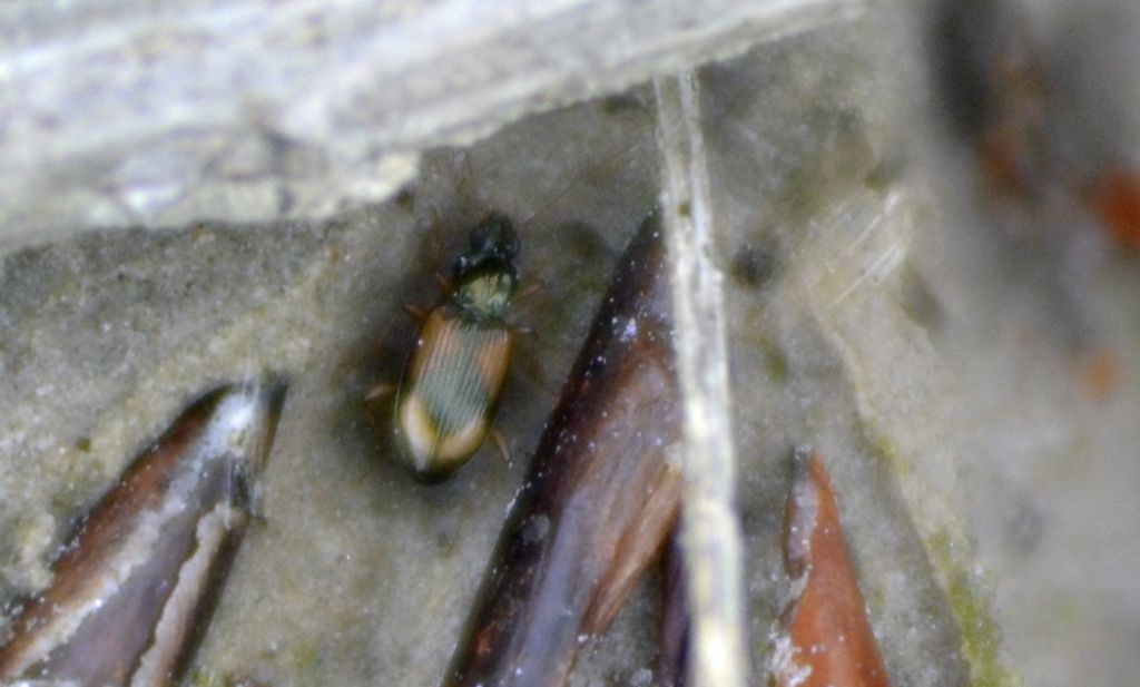 Piccolo carabide del Tagliamento: Ocydromus sp.